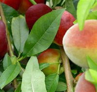 Fruit Salad Tree Company - Lennox Head Accommodation