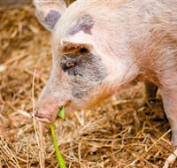 Djanbung Permaculture Gardens - Lennox Head Accommodation