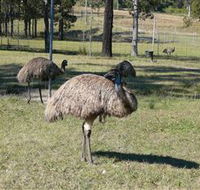 Glen Ian Ostrich and Emu Farm - Lennox Head Accommodation