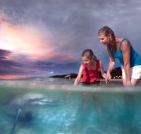 Tangalooma Dolphin Feeding - Lennox Head Accommodation