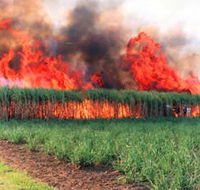 Reeves Family Sugar Cane Farm - Lennox Head Accommodation