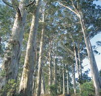 The Great Forest Trees Drive - Lennox Head Accommodation