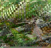 Wollumbin-Mount Warning National Park - Lennox Head Accommodation