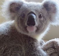 Koala Care Centre in Lismore - Lennox Head Accommodation
