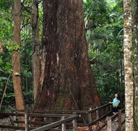 Bird Tree and Benaroon - Lennox Head Accommodation