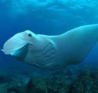 Manta Bommie Dive Site - Lennox Head Accommodation