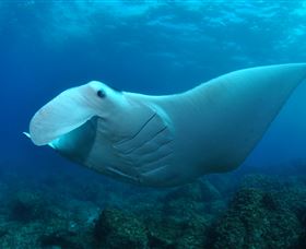 Manta Bommie Dive Site - Lennox Head Accommodation 0