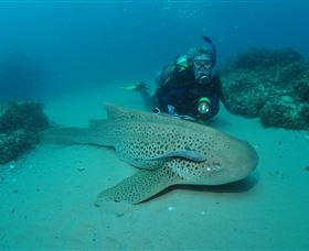 Manta Bommie Dive Site - Lennox Head Accommodation 1