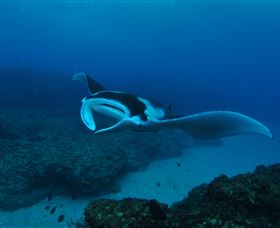 Manta Bommie Dive Site - Lennox Head Accommodation 2