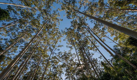 Queens Lake Nature Reserve - Lennox Head Accommodation 2