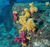 Shag Rock Dive Site - Lennox Head Accommodation