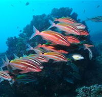 Flat Rock Dive Site - Lennox Head Accommodation