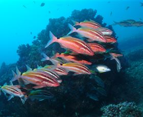 Flat Rock Dive Site - Lennox Head Accommodation 0