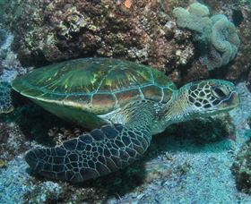 Flat Rock Dive Site - Lennox Head Accommodation 1