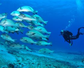 Flat Rock Dive Site - Lennox Head Accommodation 3