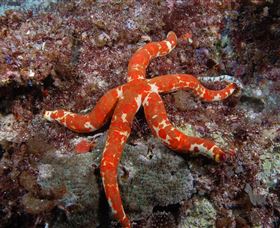 Flat Rock Dive Site - Lennox Head Accommodation 2