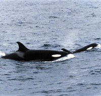 Killer Whale Trail - Lennox Head Accommodation