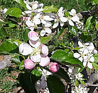 Avro Park Orchards - Lennox Head Accommodation