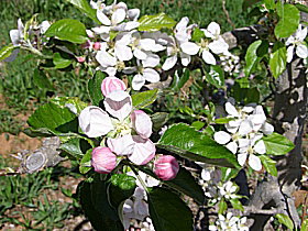 Avro Park Orchards - Lennox Head Accommodation 0