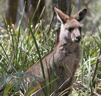 Blue Mountains Guides - Lennox Head Accommodation