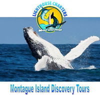 Lighthouse Charters Narooma - Lennox Head Accommodation