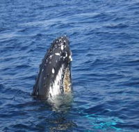 Jervis Bay Whales - Lennox Head Accommodation