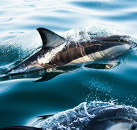 Dolphin Swim Australia - Lennox Head Accommodation