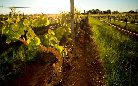 Kaesler Old Vine Vineyard Tour - Lennox Head Accommodation 0