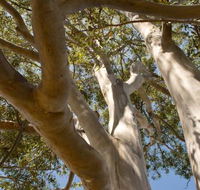 Lindsay Pryor Walk Australian National University - Lennox Head Accommodation