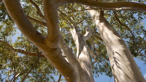 Lindsay Pryor Walk, Australian National University - Lennox Head Accommodation 0