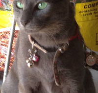 Pets and Saddles - Lennox Head Accommodation