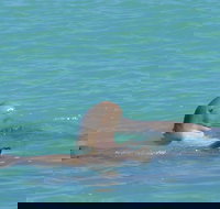 Snubfin Dolphin Eco Cruise from Broome - Lennox Head Accommodation