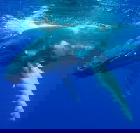 Dunsborough Whale Watching Eco Tour - Lennox Head Accommodation