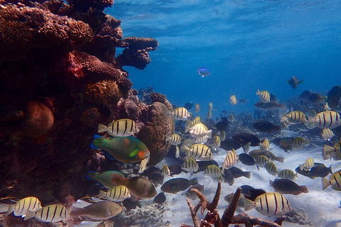 Lagoon Explorer - Ningaloo Reef Full-Day Kayaking And Snorkeling Adventure - Lennox Head Accommodation 6