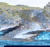 Jet Boat Whale Watching Safari from Dunsborough - Lennox Head Accommodation