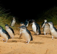 Phillip Island Penguin Parade Express Tour from Melbourne - Lennox Head Accommodation