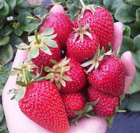 Mornington Peninsula including Strawberry Farm Day Tour from Melbourne - Lennox Head Accommodation