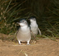 Full-Day Penguin Parade and Melbourne City Tour From Melbourne - Lennox Head Accommodation
