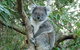 Melbourne Combo: Great Ocean Road Tour And Phillip Island Penguin Parade Tour - thumb 1