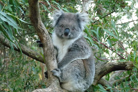 Melbourne Combo: Great Ocean Road Tour And Phillip Island Penguin Parade Tour - Lennox Head Accommodation 1