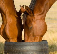 Champion Racehorse Tour with Beer and Wine Tasting - Lennox Head Accommodation