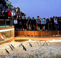 Small-Group Phillip Island Day Trip from Melbourne - Lennox Head Accommodation