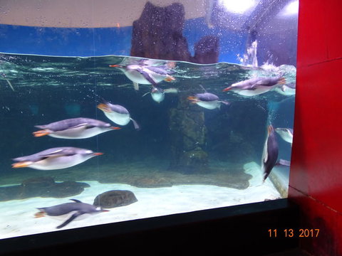 SEA LIFE Melbourne Aquarium Admission Ticket - Lennox Head Accommodation 6