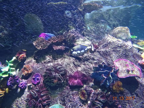 SEA LIFE Melbourne Aquarium Admission Ticket - Lennox Head Accommodation 3