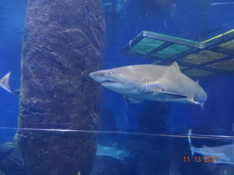 SEA LIFE Melbourne Aquarium Admission Ticket - Lennox Head Accommodation 5