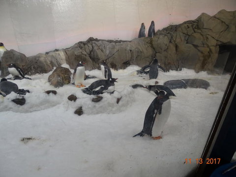 SEA LIFE Melbourne Aquarium Admission Ticket - Lennox Head Accommodation 4
