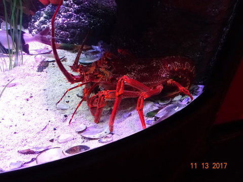 SEA LIFE Melbourne Aquarium Admission Ticket - Lennox Head Accommodation 11