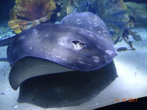 SEA LIFE Melbourne Aquarium Admission Ticket - Lennox Head Accommodation 9