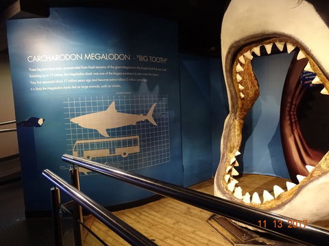 SEA LIFE Melbourne Aquarium Admission Ticket - Lennox Head Accommodation 10
