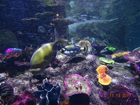 SEA LIFE Melbourne Aquarium Admission Ticket - Lennox Head Accommodation 8